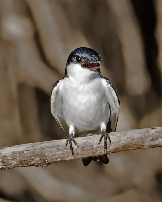 White-winged Swallow