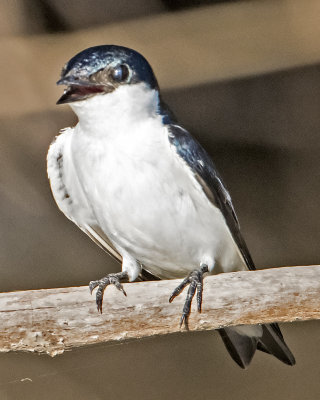 White-winged Swallow