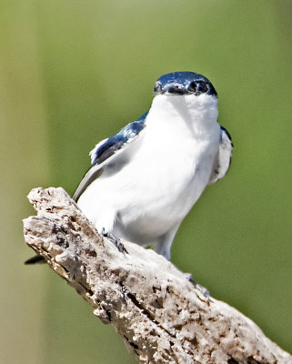 White-winged Swallow