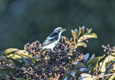 Black-faced Dacnis