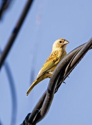 Saffron Finch