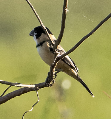 Rusty=collared Seedeater