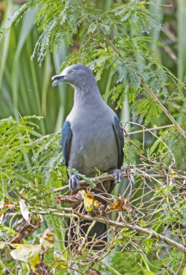 Nuku Hiva Pigeon