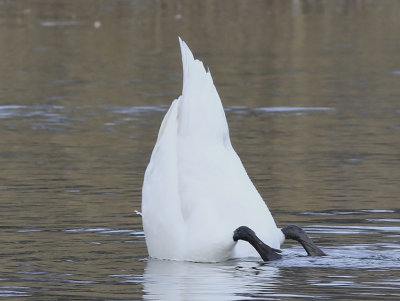 W Mute Swan