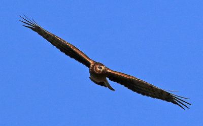 Hen Harrier