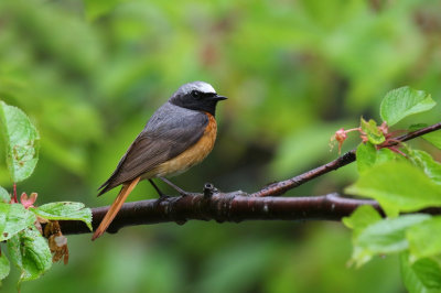 Redstart