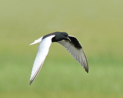 White-winged black Tern