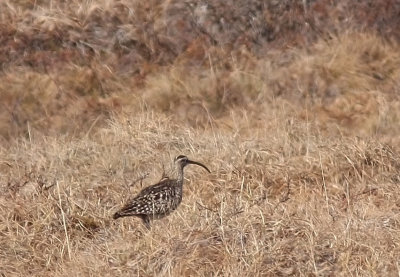 Bristle-thighed Curlew 