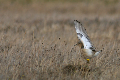 Prrilpare_Buffbeasted_sandpiper