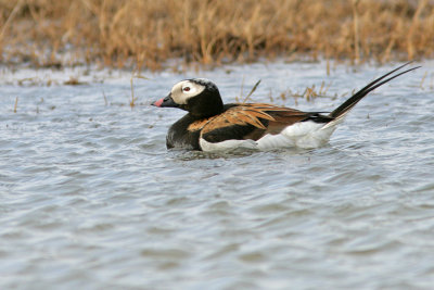 Long -tailed Duck