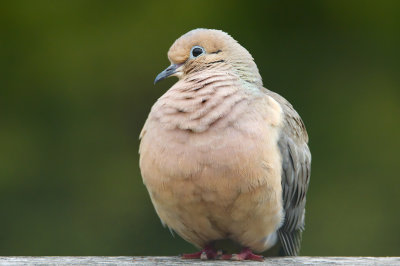 Morning Dove 2.jpg