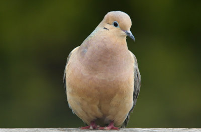 Morning Dove 3.jpg