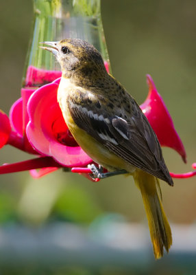 Oriole11.jpg