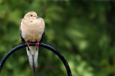 DSC_4806ab.jpg