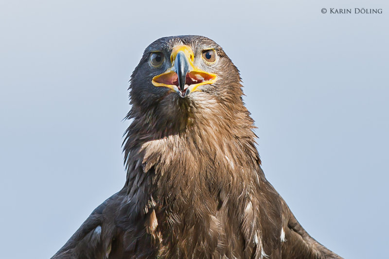 Steinadler