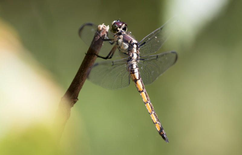 Great Blue Slimmer.jpg