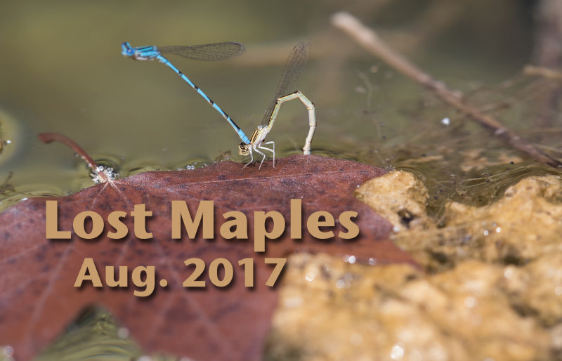 Lost Maples Aug. 2017