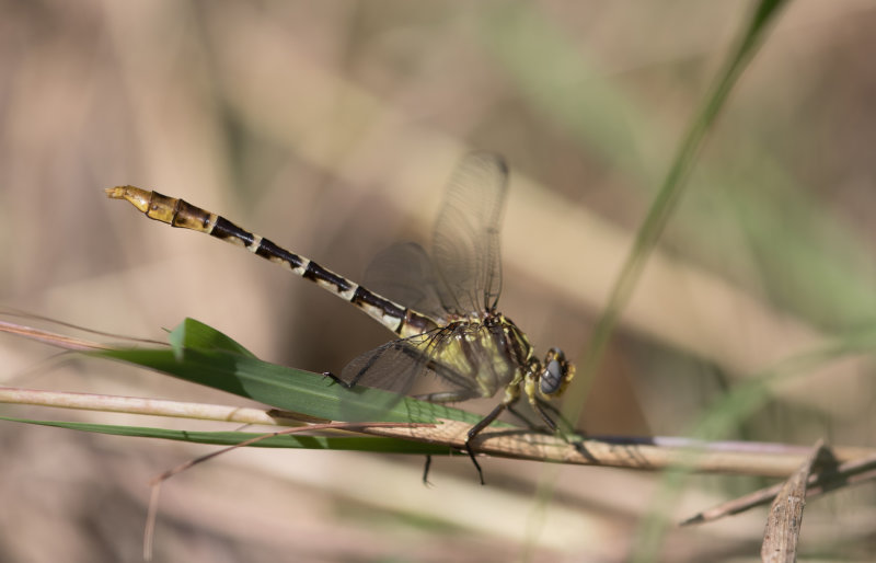 Flag-tailed Spinyleg 1.jpg