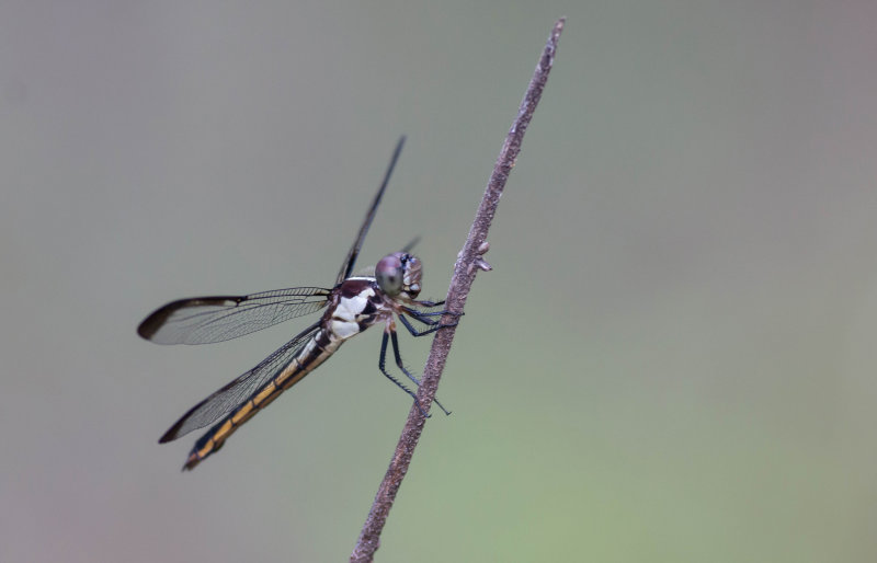 Slaty_Skimmer_f.jpg