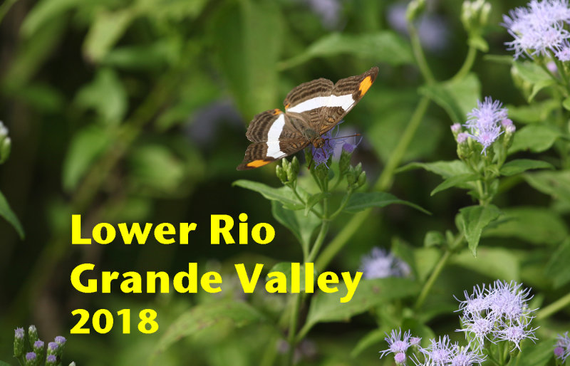 Lower Rio Grande Valley 2018