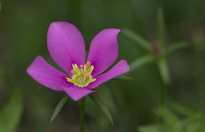 Meadow Pink-1.jpg