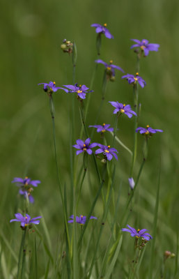 Blue-eyed Grass.jpg