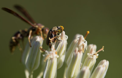 beetle and wasp on wild onion.jpg