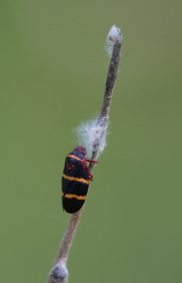 Three-lined Spittle Bub.jpg