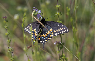 Black Swallowtail.jpg