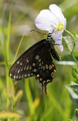pollen covered Black Swallowtail.jpg