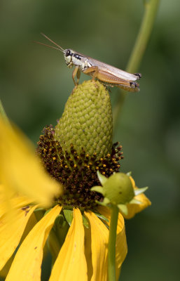 Grasshopper on Cone Flower.jpg