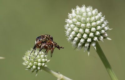 Delta Flower Scarabs.jpg