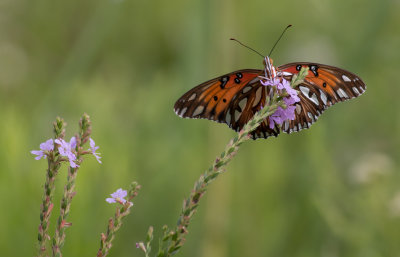 Gulf Fritillary.jpg