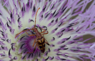 Flower Longhorn beetle.jpg