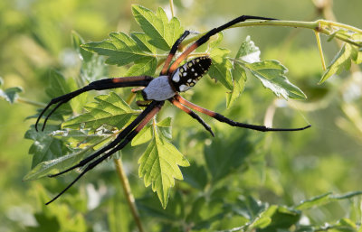 Argiope.jpg