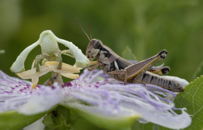 grasshopper on passion flower.jpg