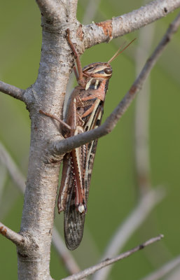 American Bird Grasshopper.jpg