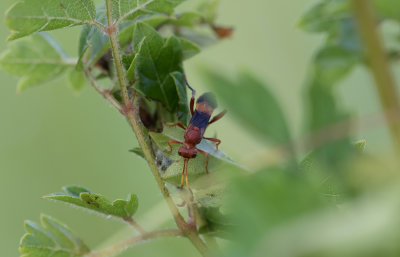 small wasp.jpg