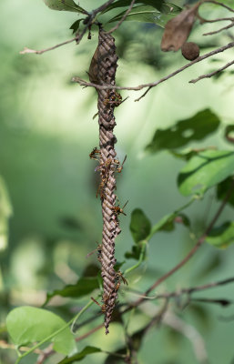 Paper Wasps.jpg