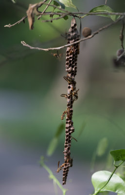 Paper Wasps 2.jpg