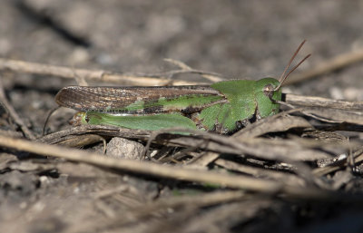 Green Grasshopper.jpg