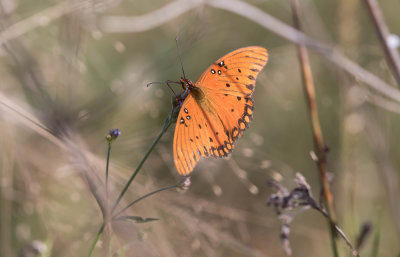 Gulf Fritillary.jpg