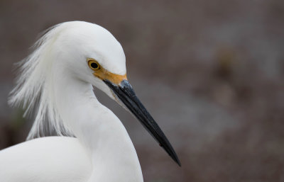 Snowy Egret c.jpg