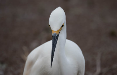 Snowy Egret b.jpg