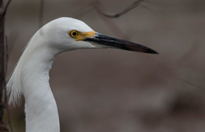 Snowy Egret a.jpg