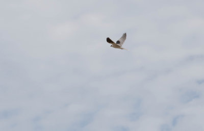 White-tailed Kite 1.jpg