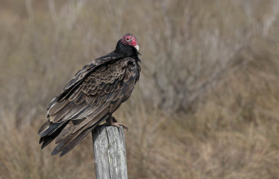 Turkey Vulture 1.jpg