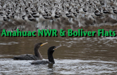 Anahuac NWR & Boliver Flats