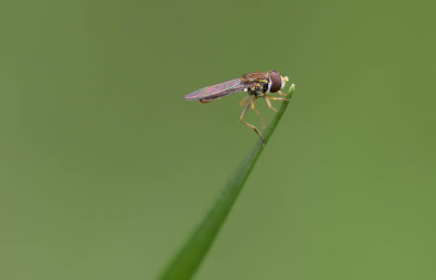 tiny Flower Fly.jpg