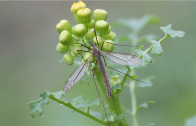 Cranefly 1.jpg